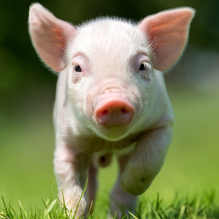 a piglet running in a field on a sunny day