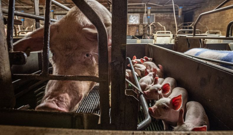 A mother pig trying to nurse her piglets through a cage