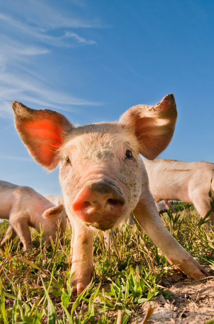 muddy nose piglet with snout to camera in an open field with other piglets