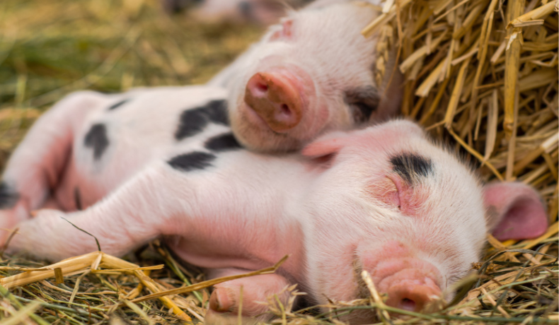 two piglets cuddled up on a bed of hay