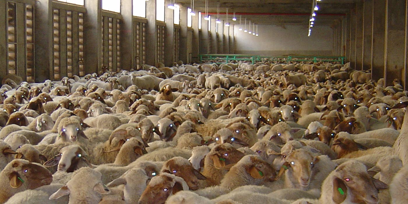 Sheep being exporting in a very crowded shipping container