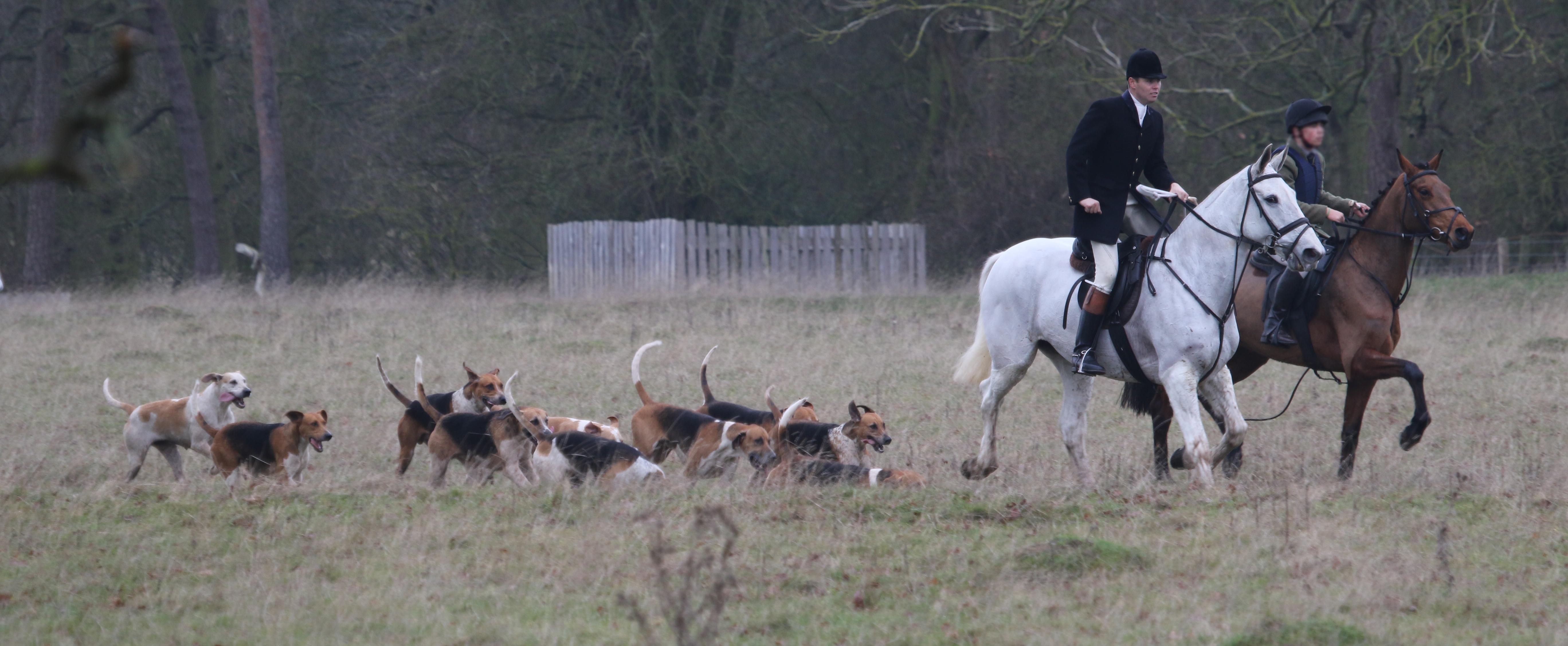 Hunt with a pack of hounds 