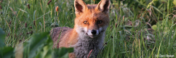Post election Take Action Post election Take Action fox image.jpg