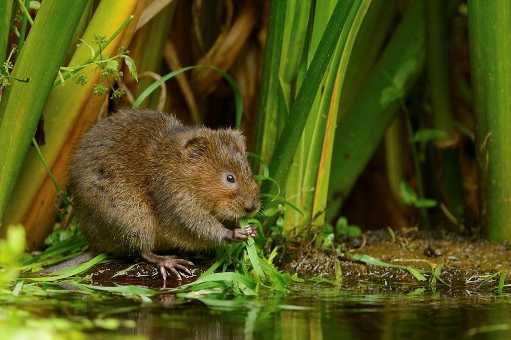 water vole