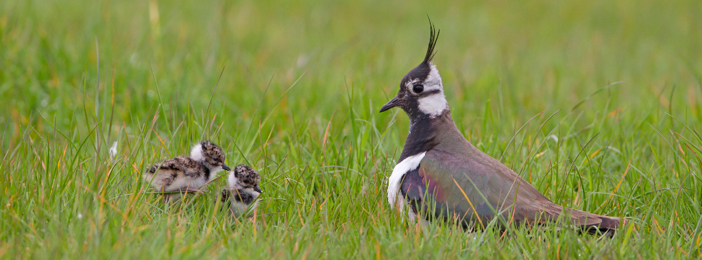 A lapwing and two fluffy chicks sit amongst green grass. 