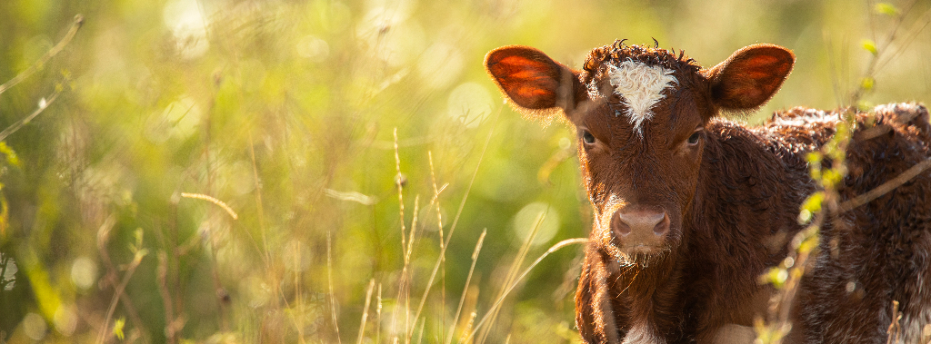 A brown calf with a white mark on its forehead, amongst grass. 