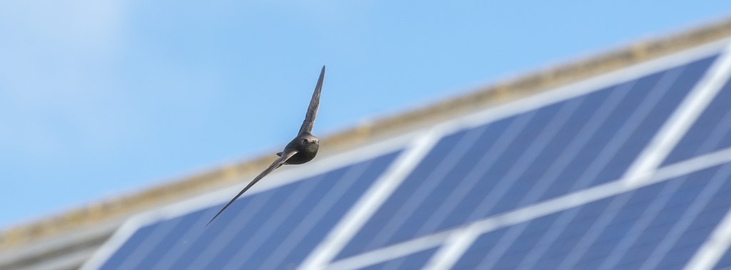 Swift flying across a new housing development, with solar panels on a roof in the background