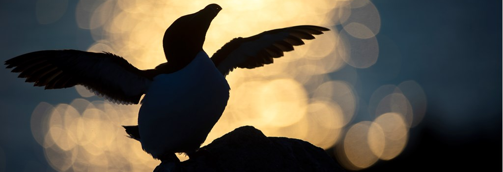 The silhouette of a razorbill stands on a cliff edge against a backdrop of sparkling sea, its wings raised as if ready for flight.