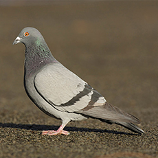 Pigeon Rspb The RSPB