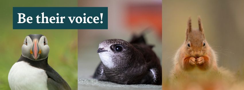 Photos of a Puffin, a Swift and a Squirrel with the text: "Be their voice!"