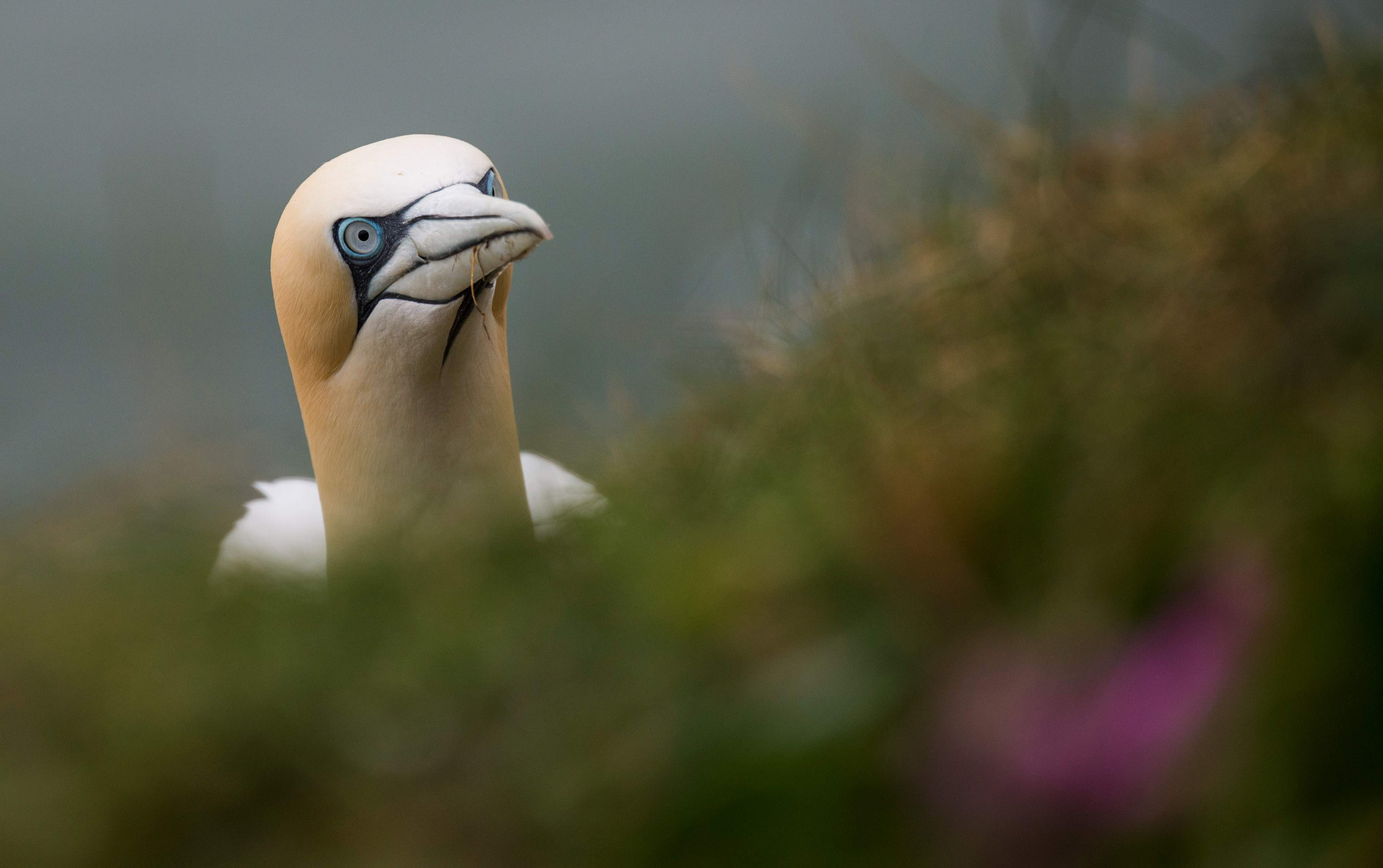 Northern gannet Morus bassanus, adult on cliff top