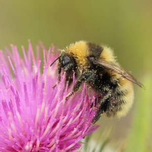 A fluffy-looking great yellow bumblebee feeds on a bright pink thistle flower.