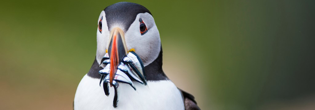A colourful puffin looks towards the camera, it's beak stuffed full with silvery sandeels.
