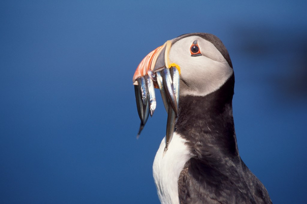 Against a deep blue background, a puffin looks towards the left, it's bill filled with silvery sandeels.