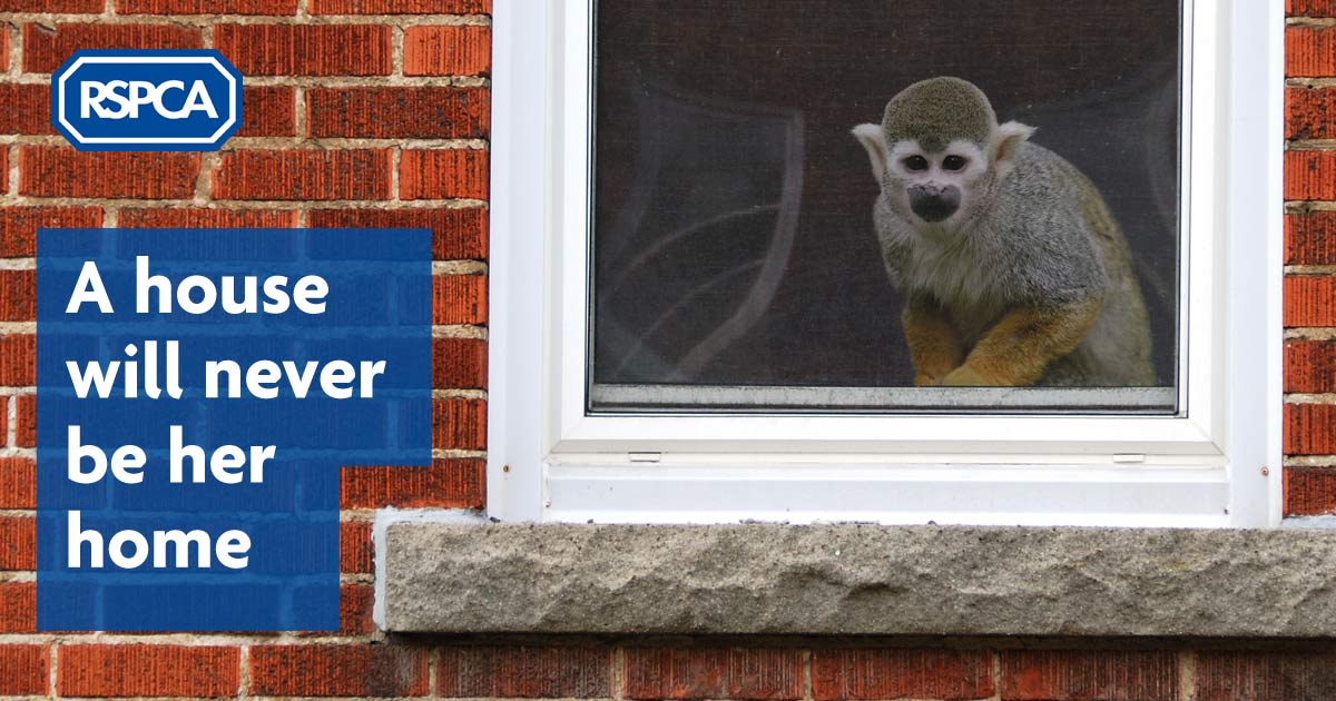 Help end the keeping of primates as pets RSPCA campaigns