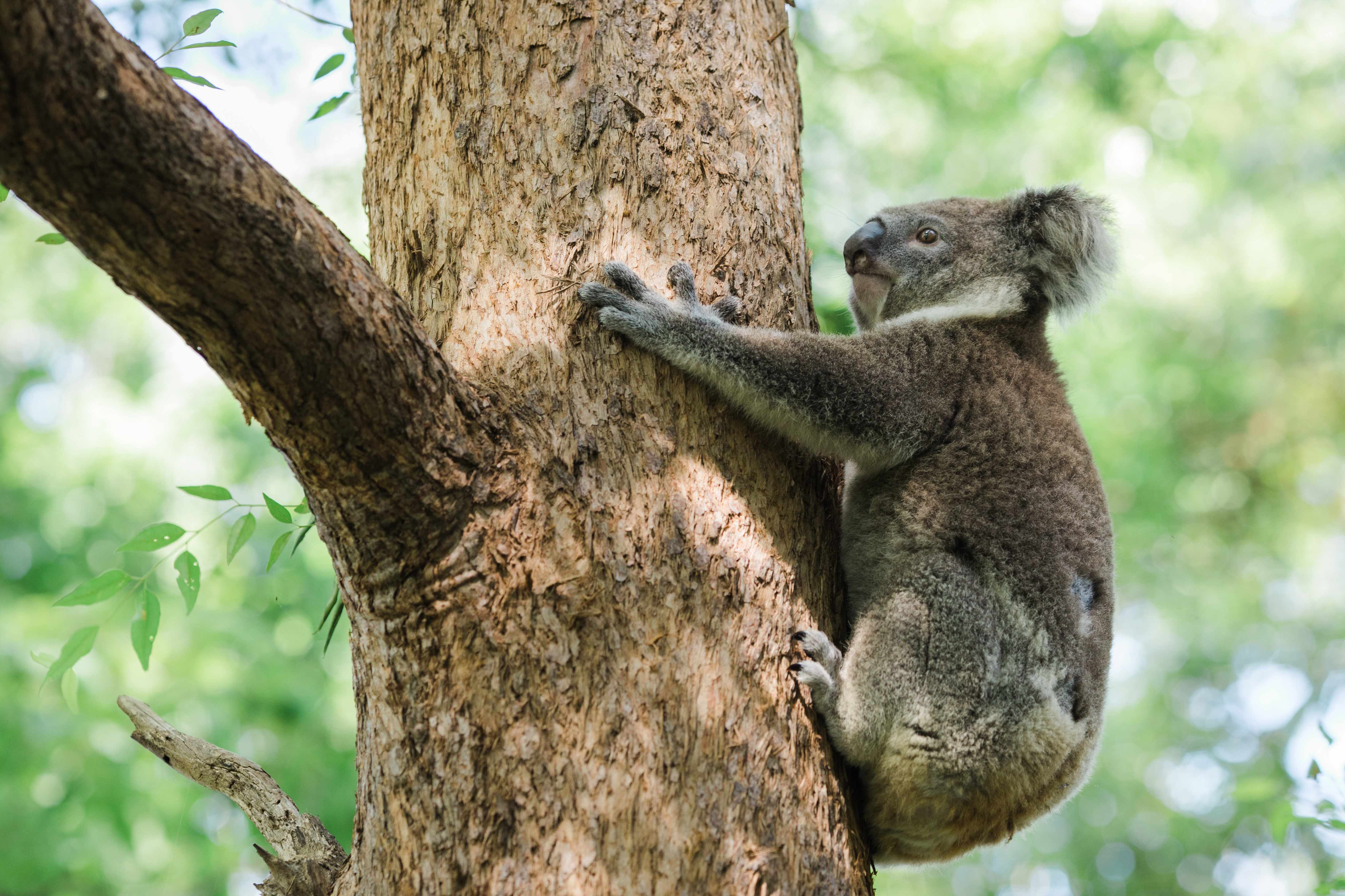 Stop NSW Koalas Extinct By 2050 IFAW International Fund