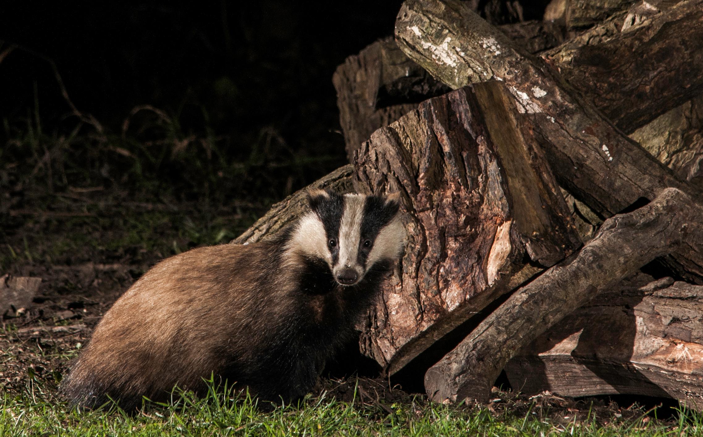 End The Badger Cull | IFAW.org/uk - International Fund For Animal Welfare