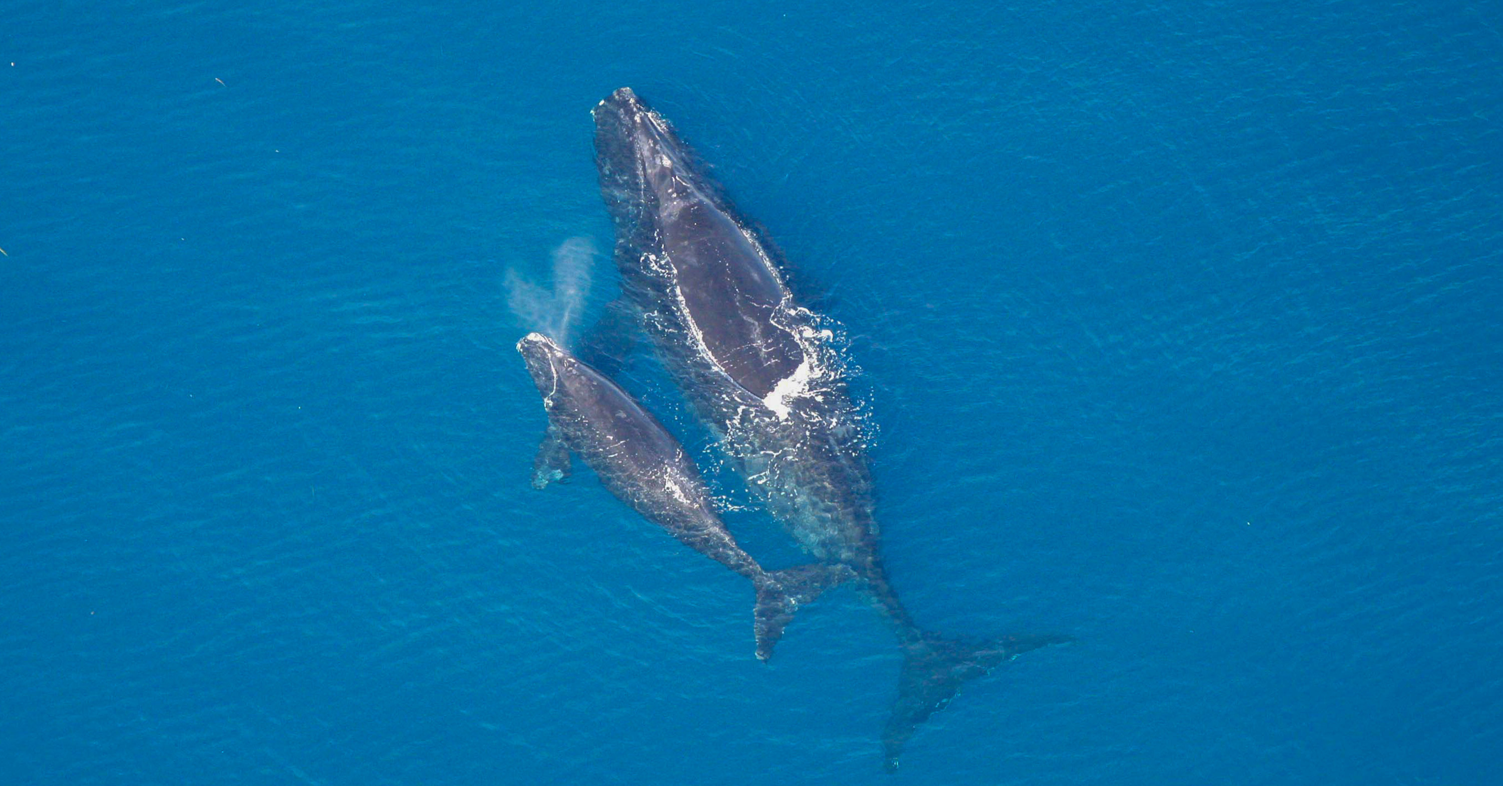 Sign to protect right whales | ifaw.org | IFAW.org/ca-en ...
