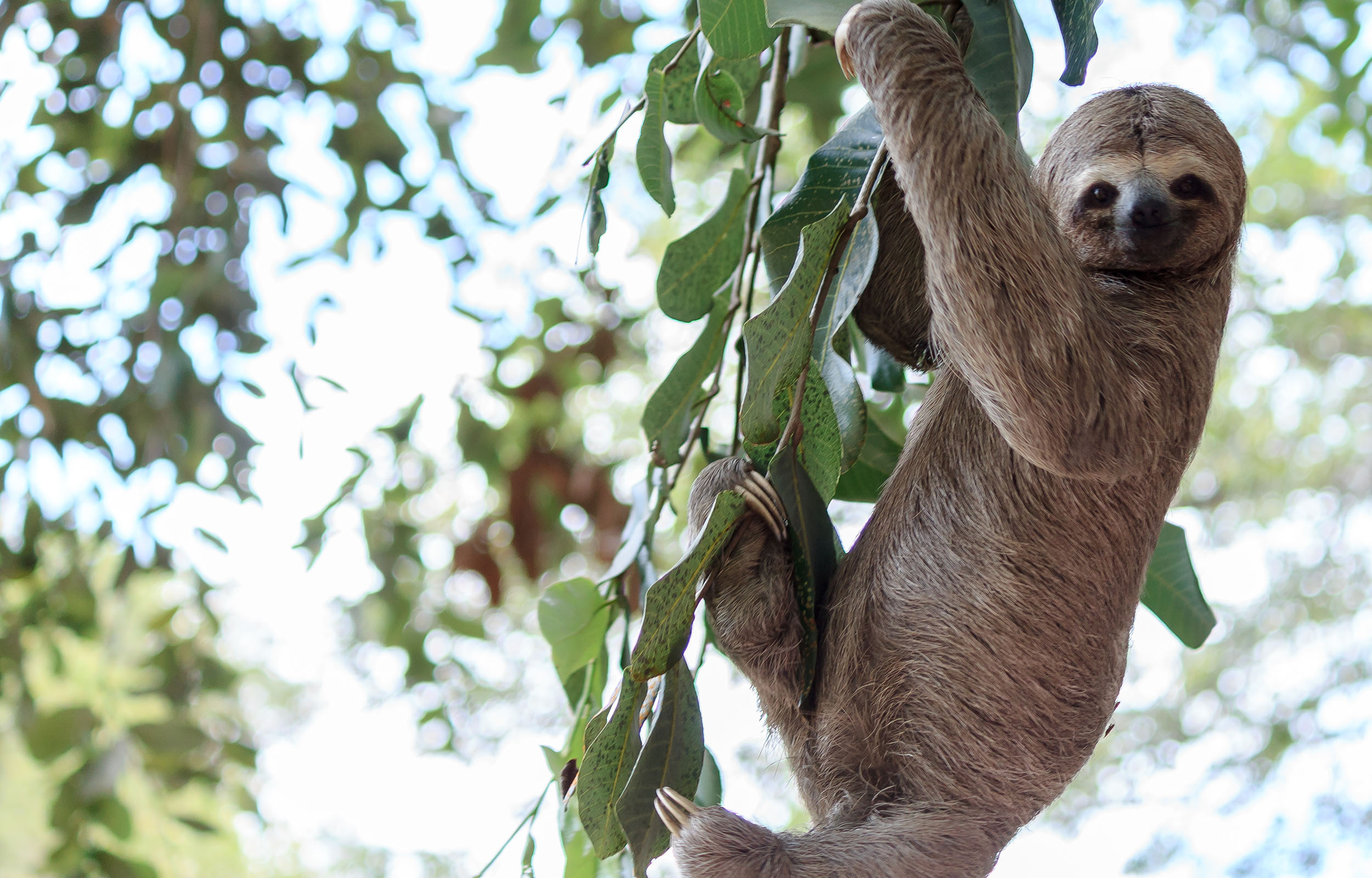 Sloth Poaching Take the Anti-Poaching Pledge to protect wildlife | IFAW ...