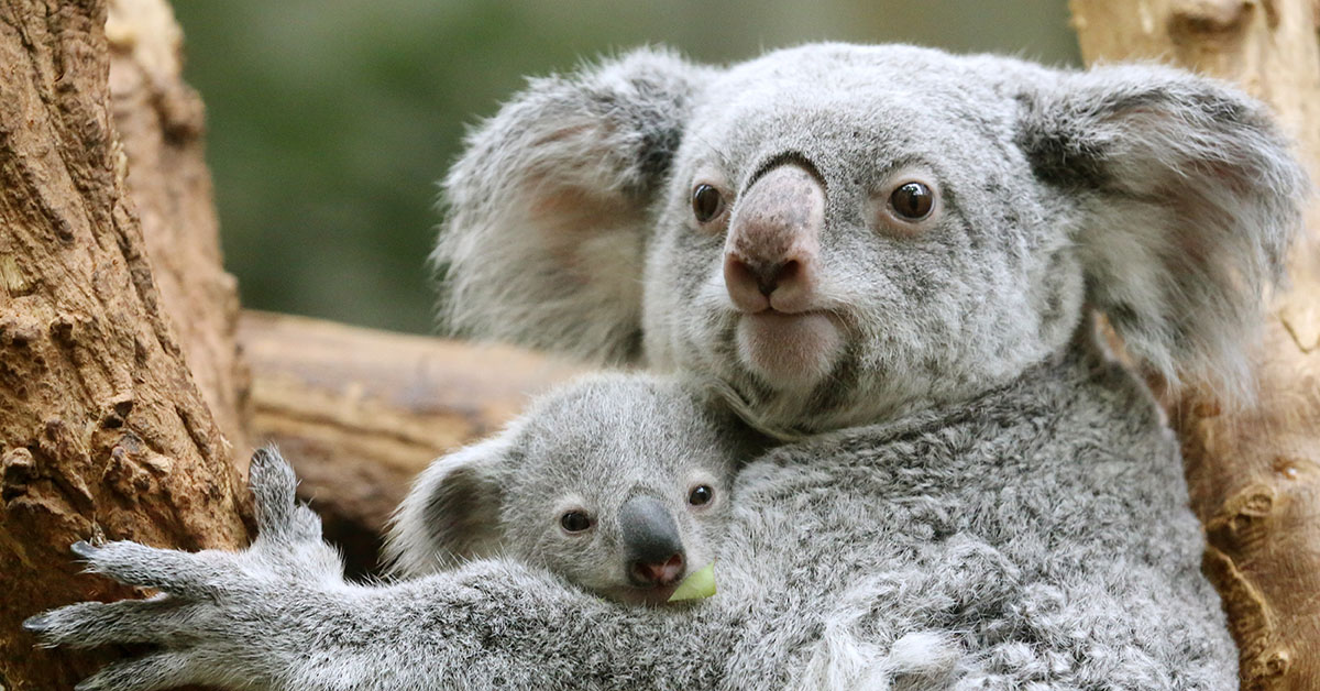 Help protect koalas in Australia | IFAW - International Fund for Animal ...