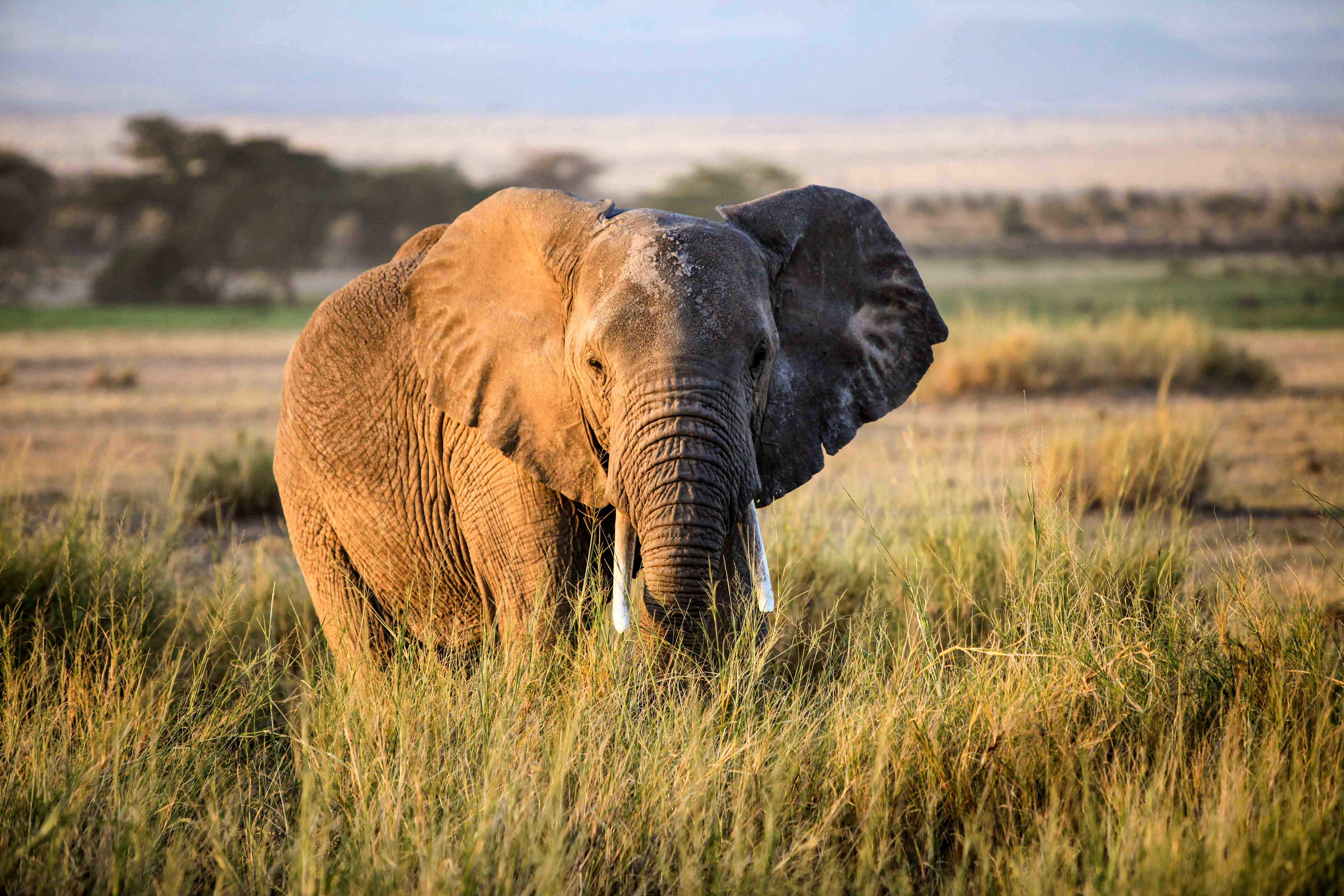 Make 2018 ivory ban as effective as possible | IFAW.org/uk ...