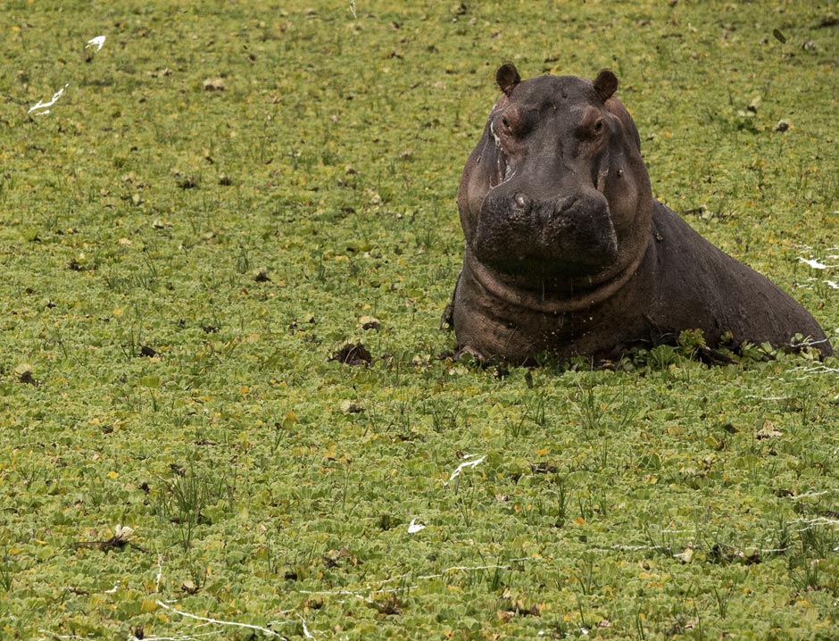 © Michael Poliza / WWF Deutschland