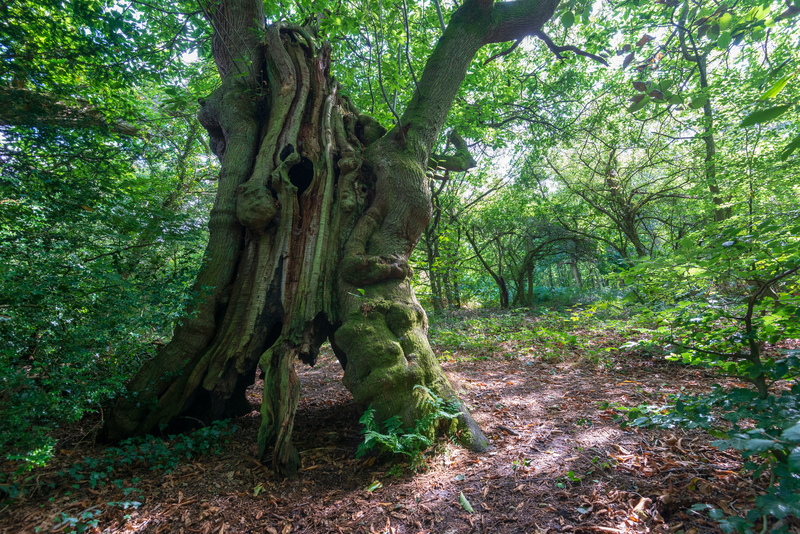 An image of the Torfaen Sweet Chestnut, an ancient chestnut tree. The trunk has partially split and created an arc through the bottom of the tree. It is covered in moss and stands in a clearing in the middle of the forest.