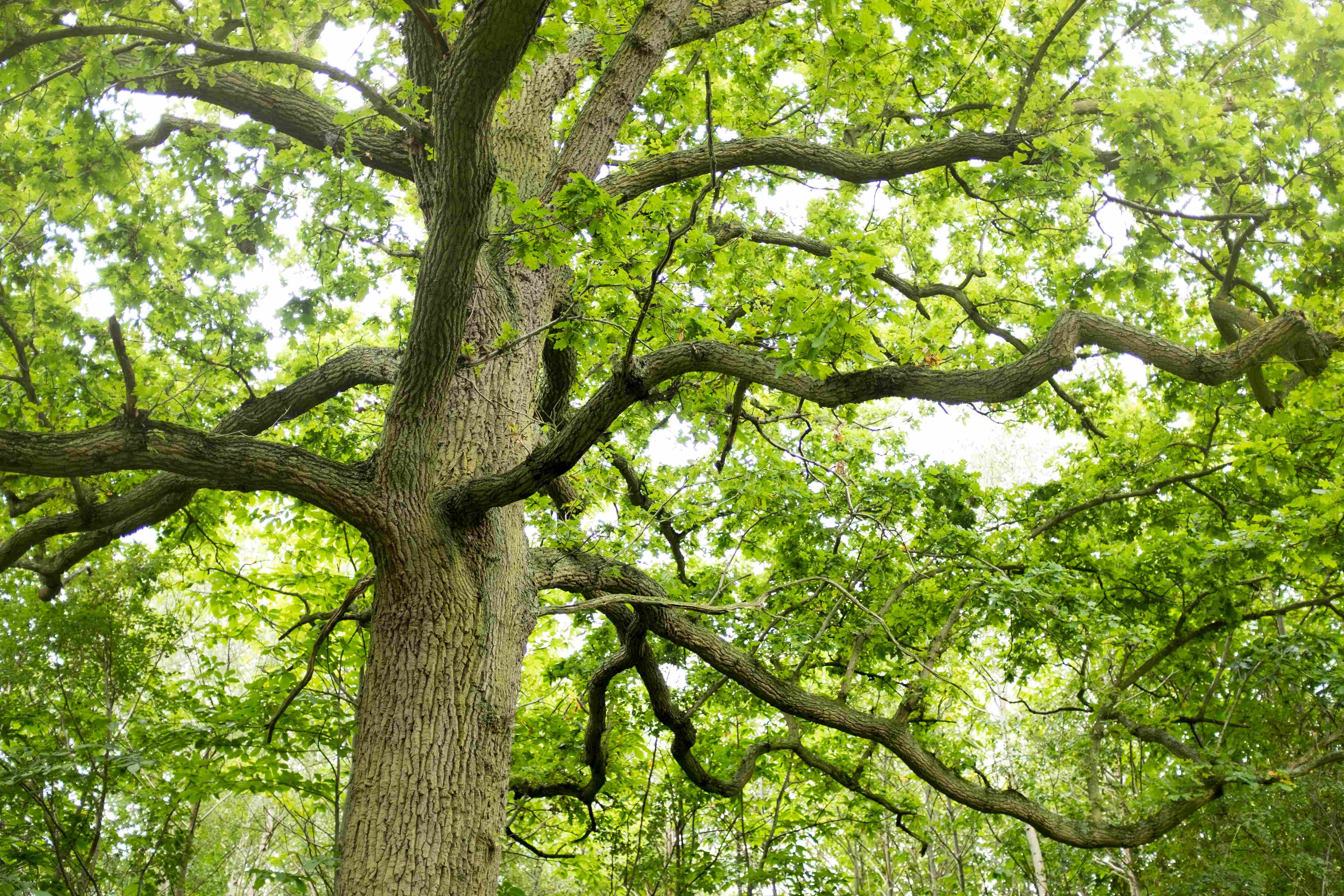 Image of a green tree