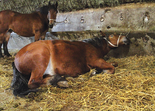 Polish-Mare-for-Web.jpg Polish-Mare-for-Web.jpg