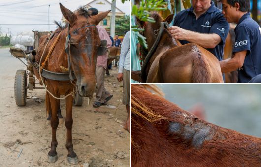 Urgent, help Cambodia’s working equids