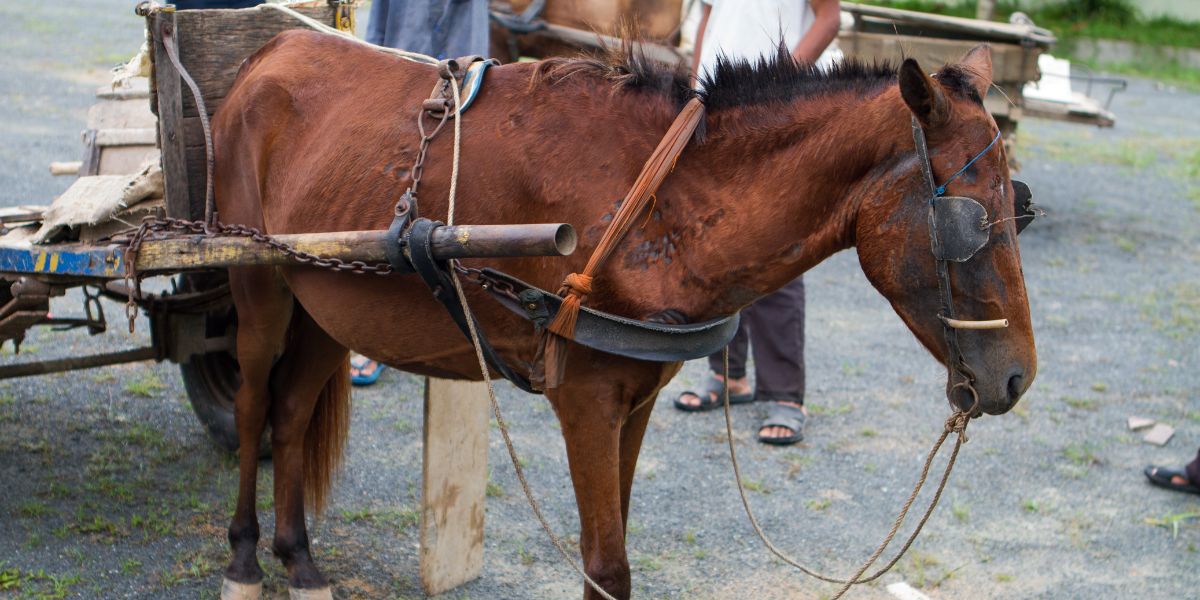 Urgent, help Cambodia’s working equids