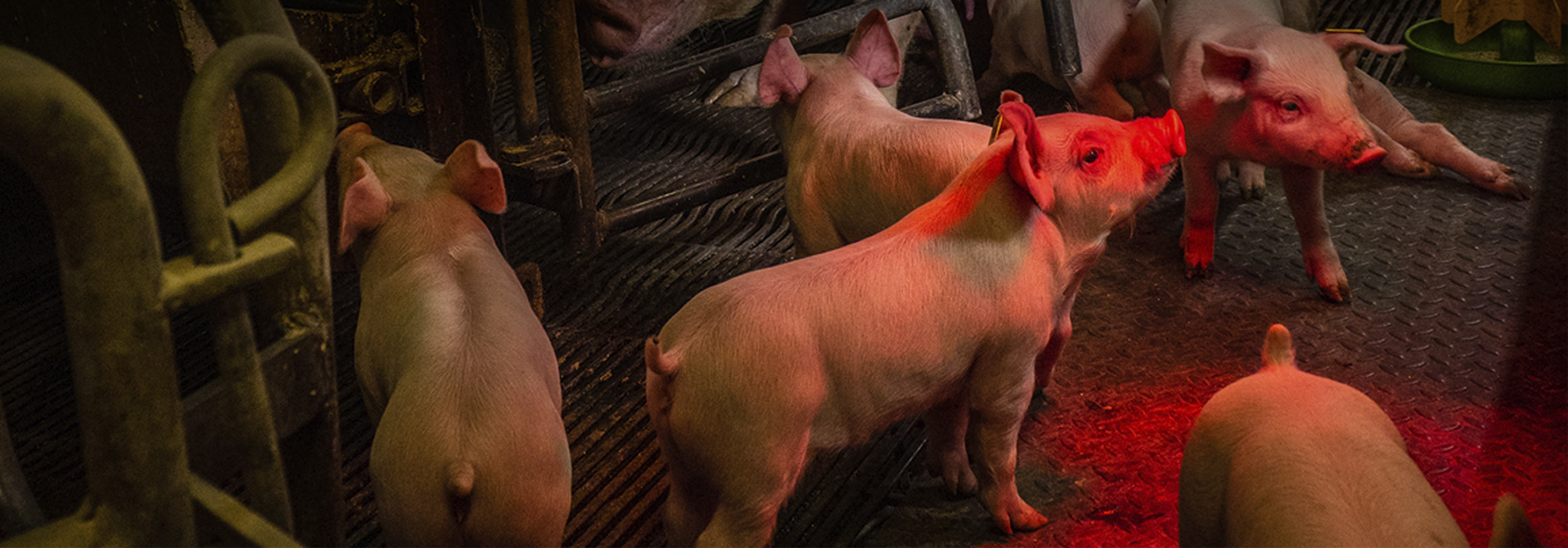 Groupe de porcelets roses dans un enclos intérieur, debout sur un sol métallique antidérapant. Une lumière rouge provenant d’une lampe chauffante éclaire une partie de la scène. Les porcelets sont regroupés près de barrières métalliques, certains se déplacent, d’autres se reniflent.