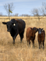 Une vache et deux veaux en liberté dans une prairie