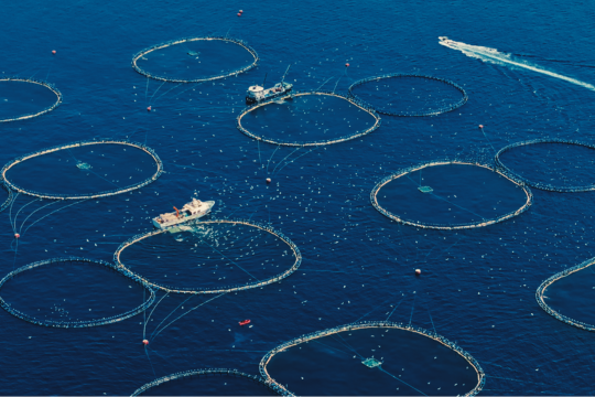 Ferme élevage de thons en cage en pleine mer.