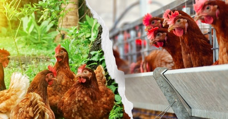 A gauche poules en liberte et à droite des poules en cage