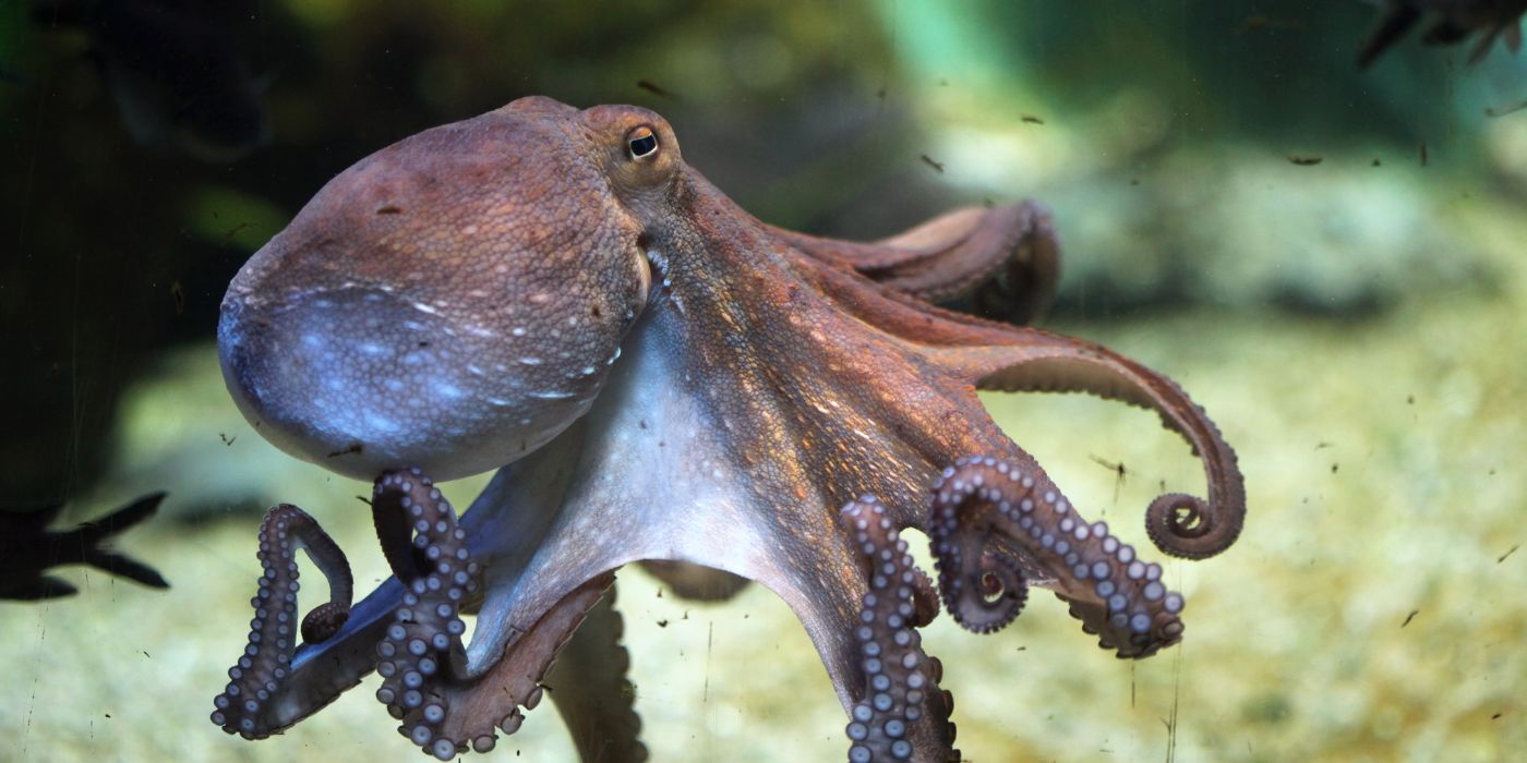 Pieuvre brune flottant dans l'océan avec du corail en arrière-plan