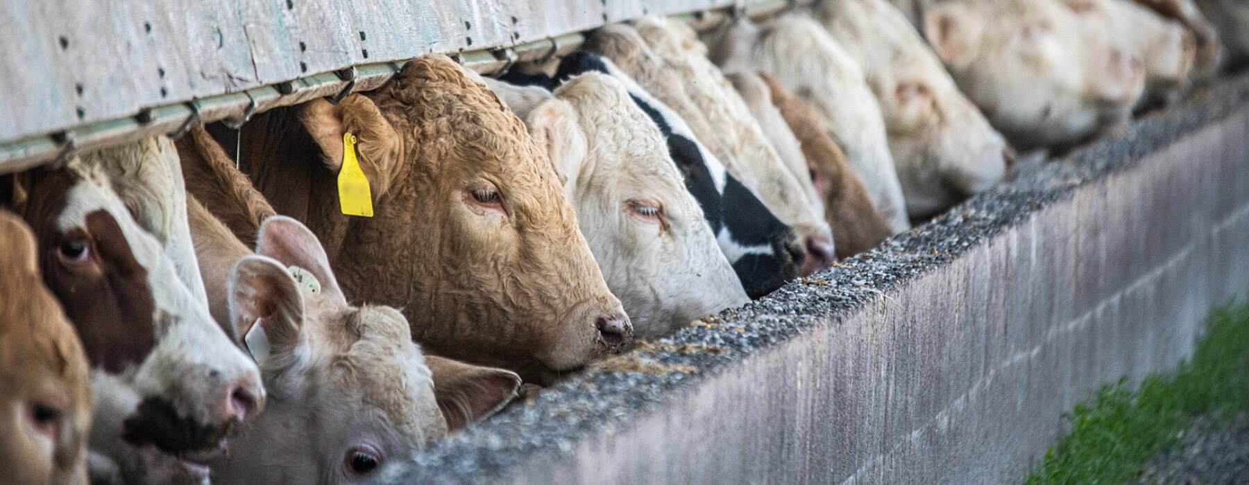 des bovins dans une étable en train de manger dans leur mangeoire.