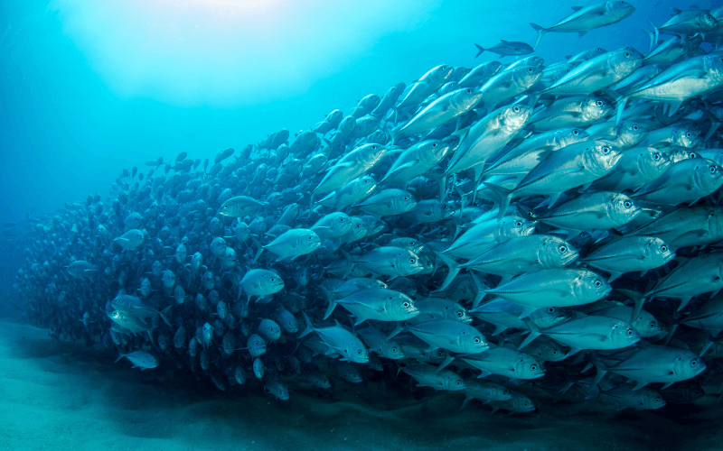 Banc d'anchois dans la mer
