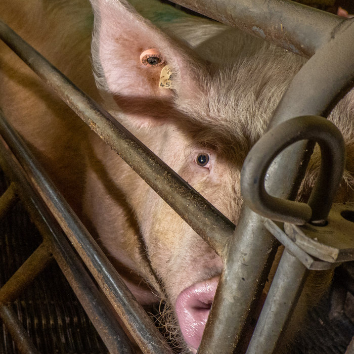 Gros plan sur le visage d'une truie mordant le barreau de sa cage