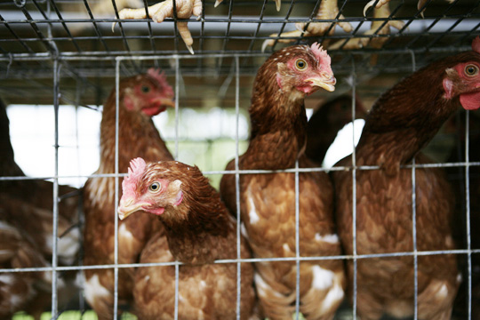 Des poules en cage et entassées, la tête qui dépasse des barreaux.