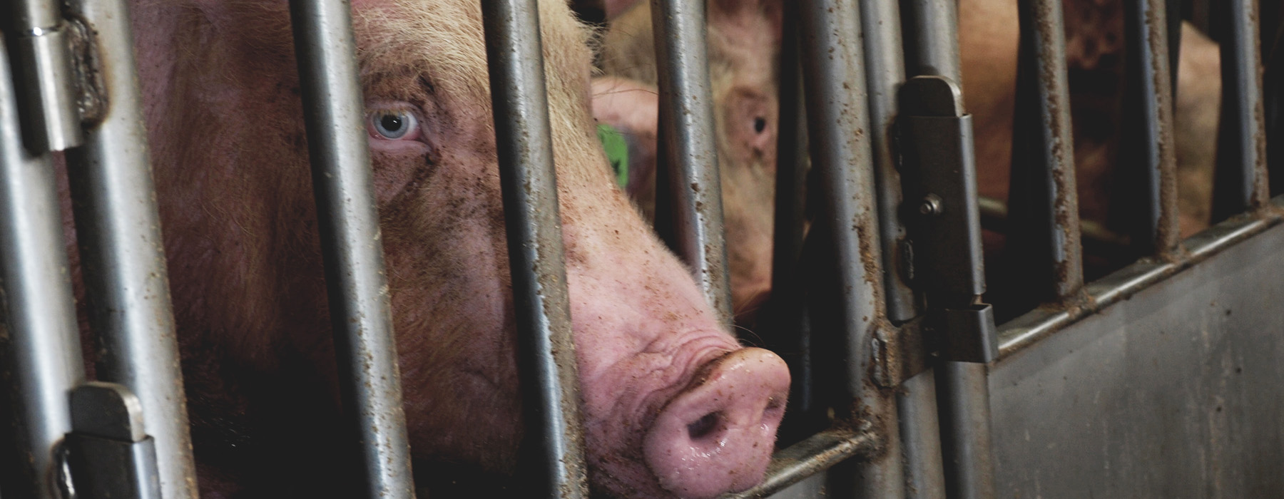 Un cochon au regard triste et effrayé, entassé derrière des barreaux avec d'autres cochons dans une cage.