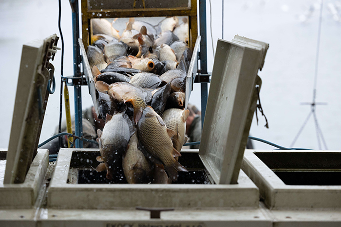 De nombreux poissons glissent le long d'une rampe métallique et tombent dans un conteneur de transport
