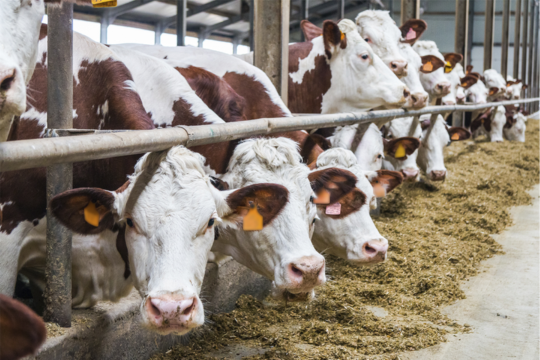 Vaches en train de manger.