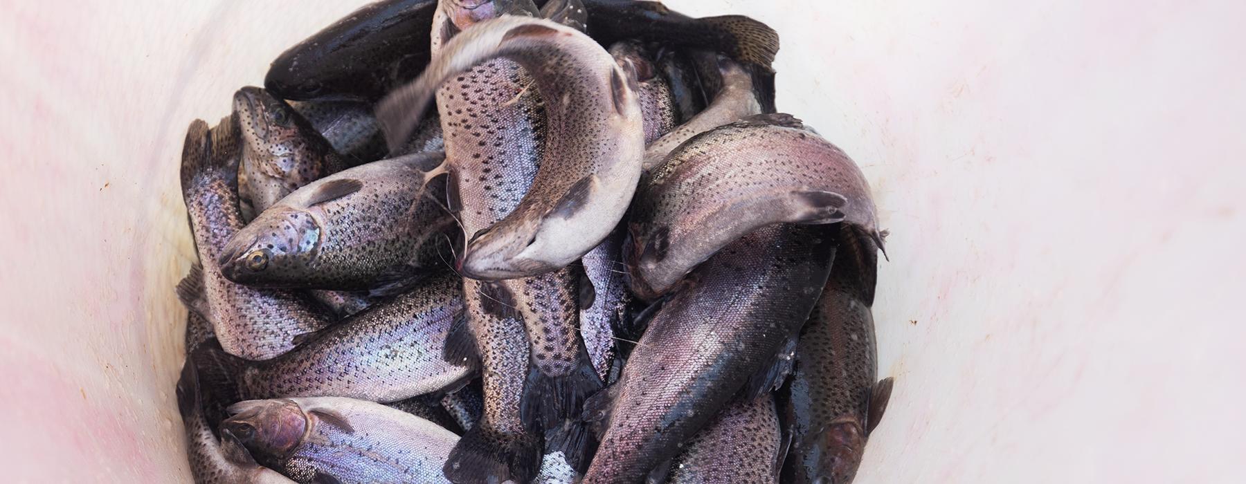 Conteneur de poissons vivants sans eau.