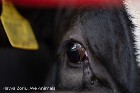 Gros plan sur les yeux d'une vache avec des larmes dans un camion de transport.