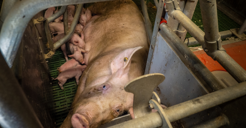 Gros plan sur la tête d'une truie en cage.