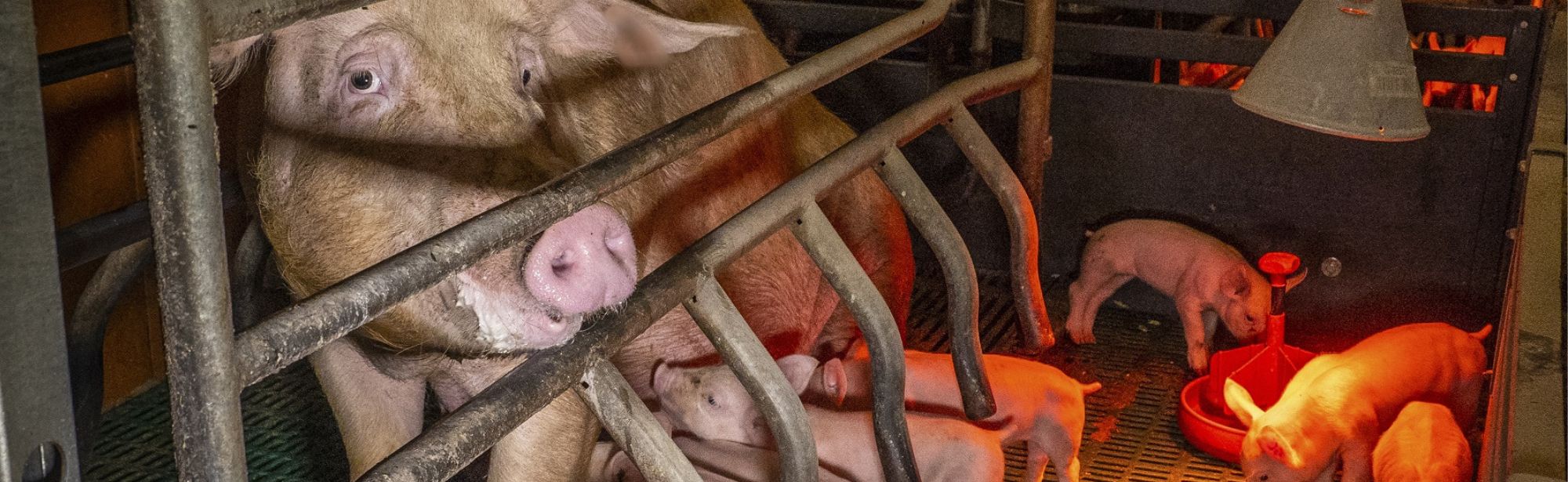 Truie en cage avec ses petits qui têtent à travers les barreauxune truie en liberté