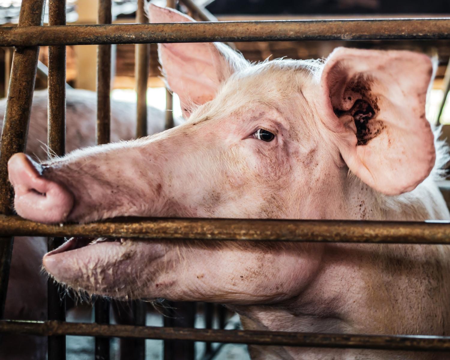 Gros plan sur le visage d'une truie en cage rongeant le barreau de sa cage.