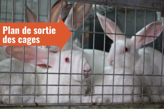 Lapins en cage avec plan de sortie des cages écrit dans une flèche rouge