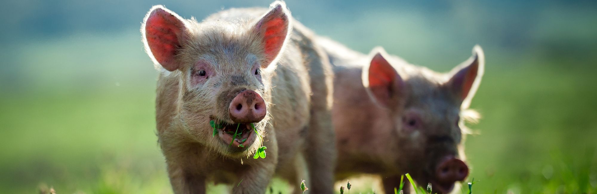 Des cochons dans une prairie en train de manger de l'herbe